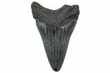 Fossil Megalodon Tooth - South Carolina #302071-1